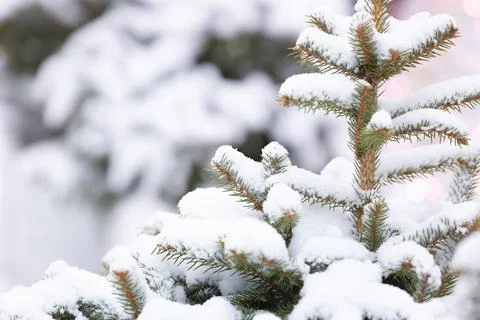 Fir branches in the snow Foto stock