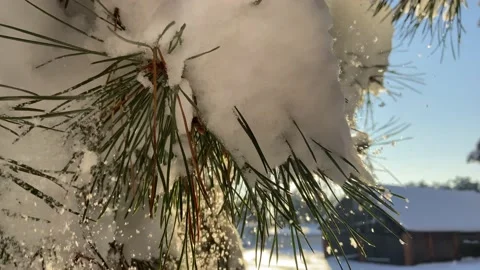 Fir branches in the snow(1). Stock Footage 226950374