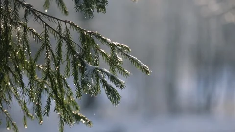 Fir branches with snowflakes, lights and bokeh, close up Stock Footage 293286024