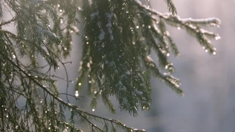Fir branches with snowflakes, lights and bokeh, close up Stock Footage 293286060