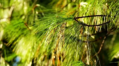 Fir branches in the sunlight Stock Footage 20442728