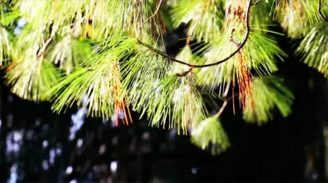 Fir branches in sunlight Stock Footage 20502714