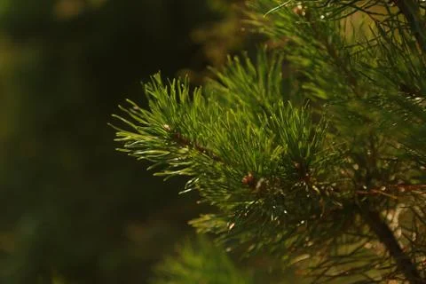 Fir branches on a sunset background close up Stock Photos
