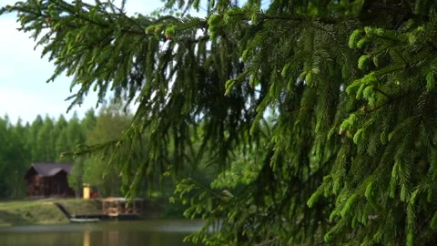 Fir branches sway in the wind on a blurred background of forest and lake. Stock Footage 159370193