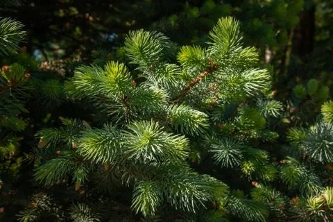 Fir branches under bright sunlight. Background. Stock Photos