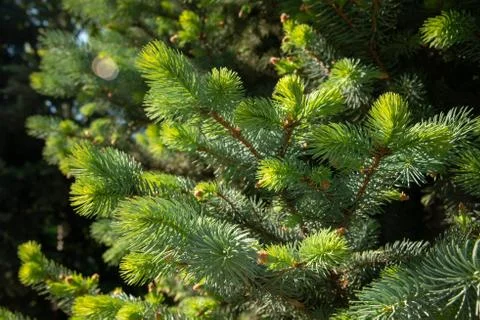 Fir branches under bright sunlight. Background. Stock-Fotos