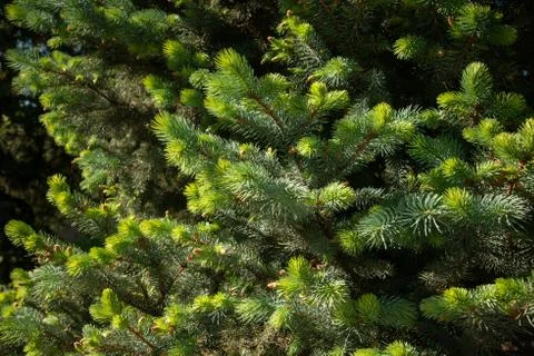 Fir branches under bright sunlight. Background. Stock-Fotos
