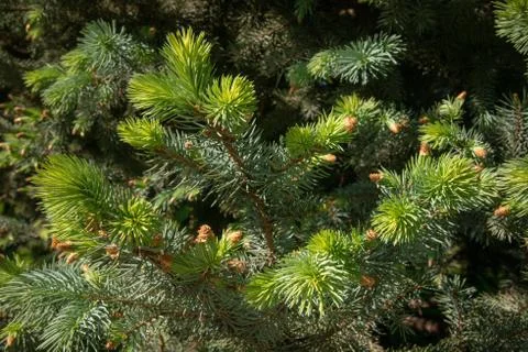 Fir branches under bright sunlight. Background. Stock-Fotos