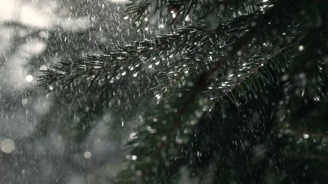 Fir branches under falling rain in slow motion. 動画素材 88072951