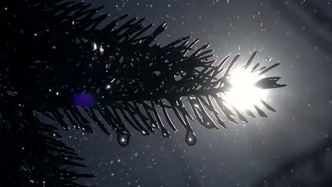 Fir branches under falling rain against sun in slow motion. Vídeo Stock 88073764