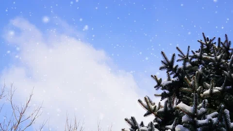 Fir branches under snow flakes. Stock Footage 100986731