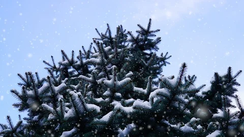Fir branches under snow. Stock Footage 100982367