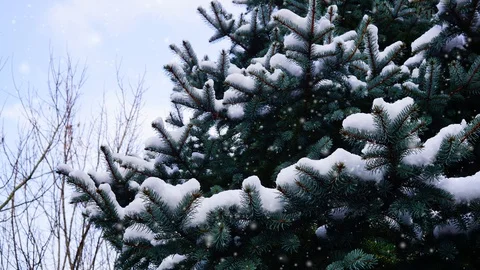 Fir branches under snow Stock Footage 100983097