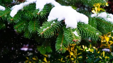 Fir branches under snow. Stock Footage 100987835