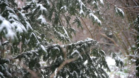 Fir Branches under the snow moving with the wind. Winter 2021 Stock Footage