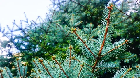 Fir branches under the snowflakes. Stock Footage 100984012