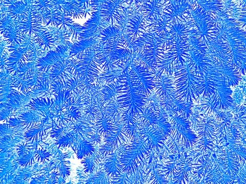 Fir branches in white and blue colors as a winter or Christmas pattern 스톡 일러스트
