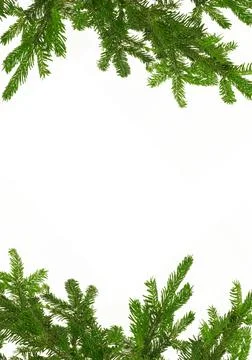 Fir branches on a white background, christmas or winter background Stock Illustration