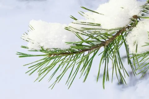 Fir branches in white snow. Winter light background Stock Photos