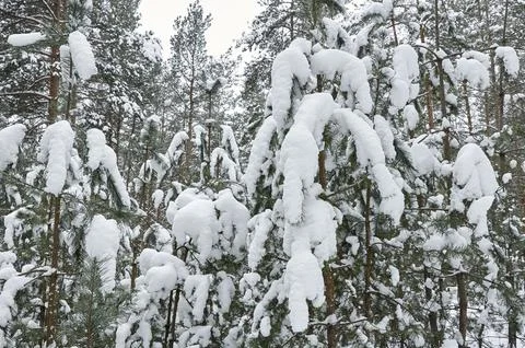 Fir branches in a winter forest covered with snow and frost Stock Photos