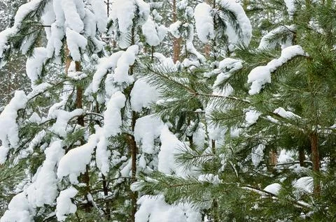 Fir branches in a winter forest covered with snow and frost Fotos de archivo