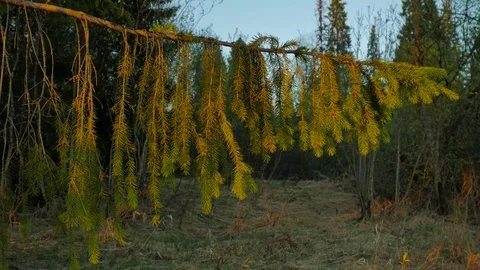 Fir brunch lit with sunset Stock Footage 73303900