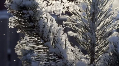 Fir brunch under snow Stock Footage 71287518