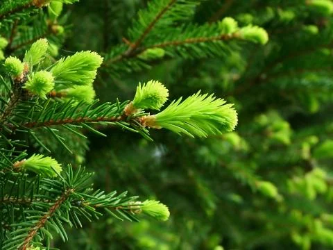 Fir bud Stock Photos