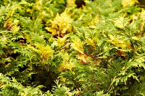 Fir bush branch leaves background, green yellow color Stock Photos