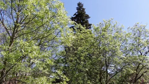 Fir as the center of the flight Stock-Footage 128976267