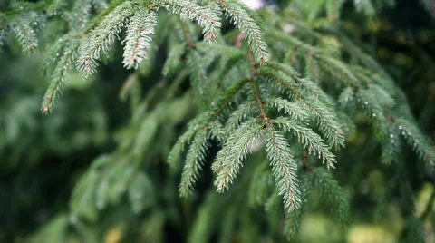 Fir Christmas Tree Branch Stock Footage 56353874