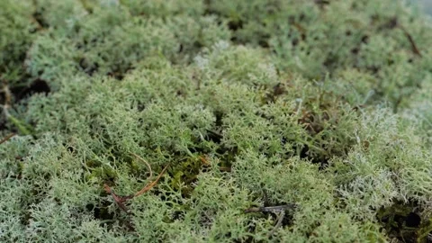 Fir Christmas tree brunch close up. European new year market with home Video stock 165997497