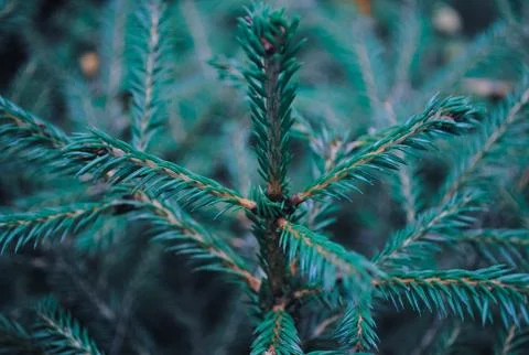 Fir close up Stock Photos