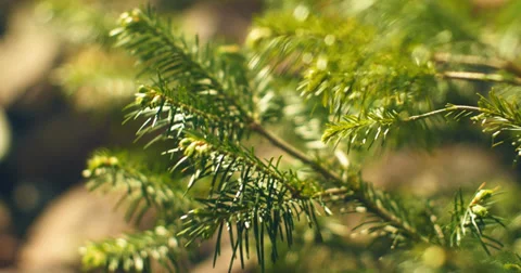 Fir closeup background 库存影片 38844922