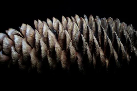 Fir cone on a black background close-up Stock Photos