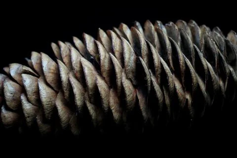 Fir cone on a black background close-up Stock Photos