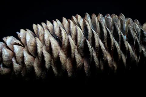 Fir cone on a black background close-up Stock Photos