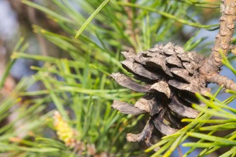 Fir cone on a bokeh background Foto stock
