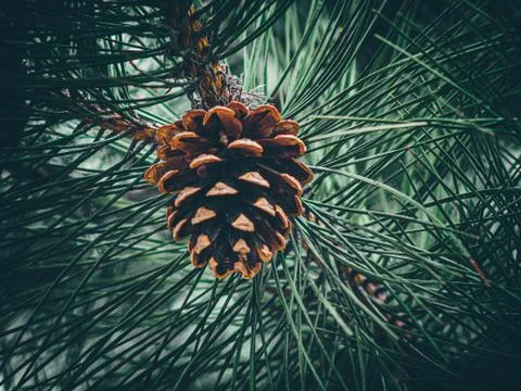 Fir cone on a branch. close up of pine cone in garden. a cone of a Douglas-Fi Stock Photos