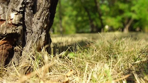 Fir cone falls on the ground in the forest Stock Footage 66553146