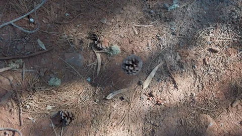 Fir cone falls to the ground from tree in drain forest on Tenerife, Canary Video stock 123329141