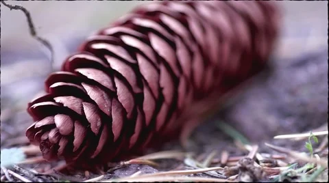 Fir cone Stock Footage 57857761