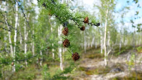 Fir cone Video stock 114824315