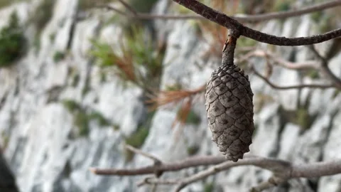 Fir cone Stock Footage 289628145