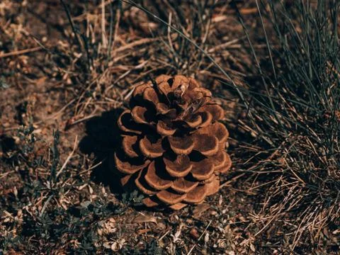 Fir cone in the forest close up, close up of a bunch of cones. Stock Photos