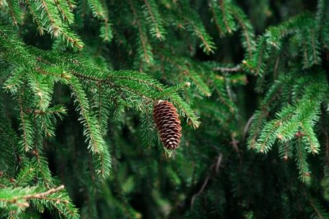 Fir-cone in the forest Stock Photos