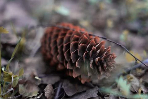 A fir cone in the grass Stock Photos