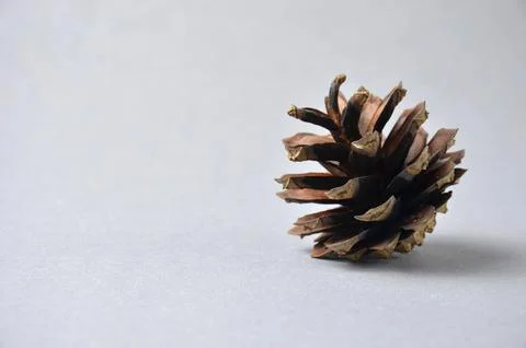 Fir cone on a gray background. Stock Photos