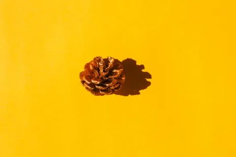 A fir cone with a hard shadow on a plain background. the view from the top Stock-Fotos