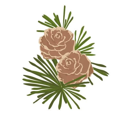 Fir cone Stock Illustration